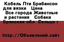 Кобель Пти Брабансон для вязки › Цена ­ 30 000 - Все города Животные и растения » Собаки   . Брянская обл.,Сельцо г.